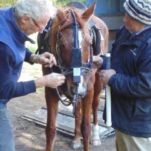 Fig.5a: Hanson attaching an audio-recorder to the Massey University exercise video-endoscope. The recorder lies inside the black bag suspended on each side from the junction of brow band and cheek piece and anchored to the ‘O’ rings of the head collar. 2015 © Robert Cook, photo: Fridtjof Hanson
