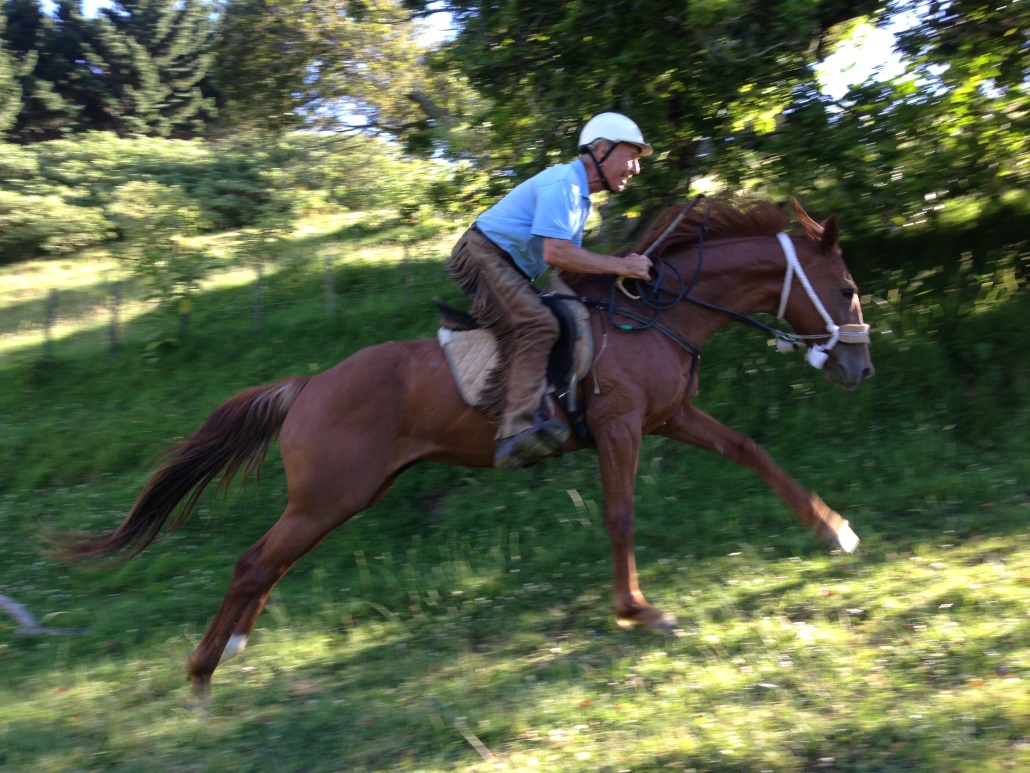 Fig.7. My 11-year-old half-bred mare in a copy of the Bedouin bridle (as in Fig.6) 